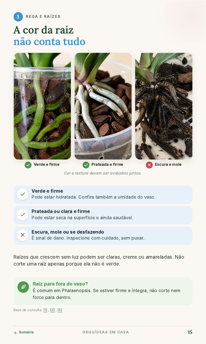 Página A cor da raiz não conta tudo